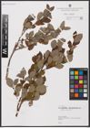 Foto von Salix aurita L.